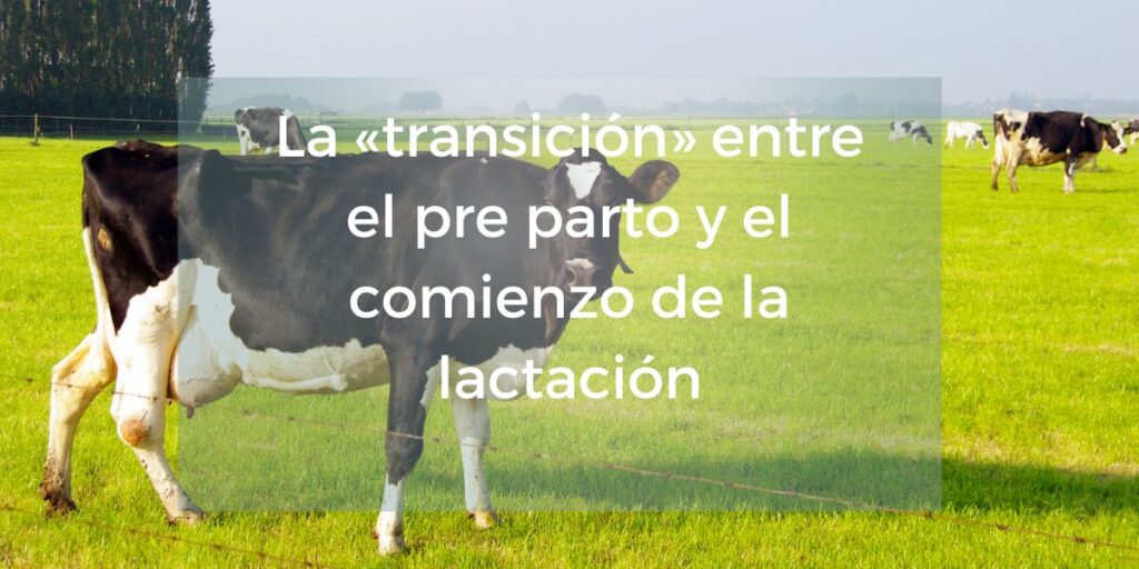 La «transición» entre el pre parto y el comienzo de la lactación