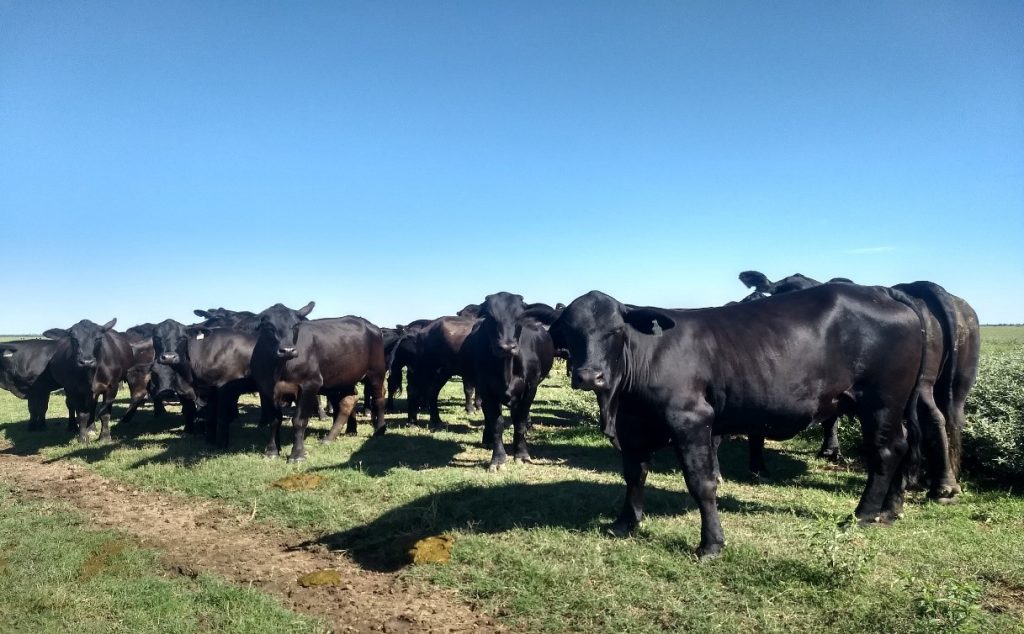 Síndrome del Vientre Vacío en Rodeos de Cría