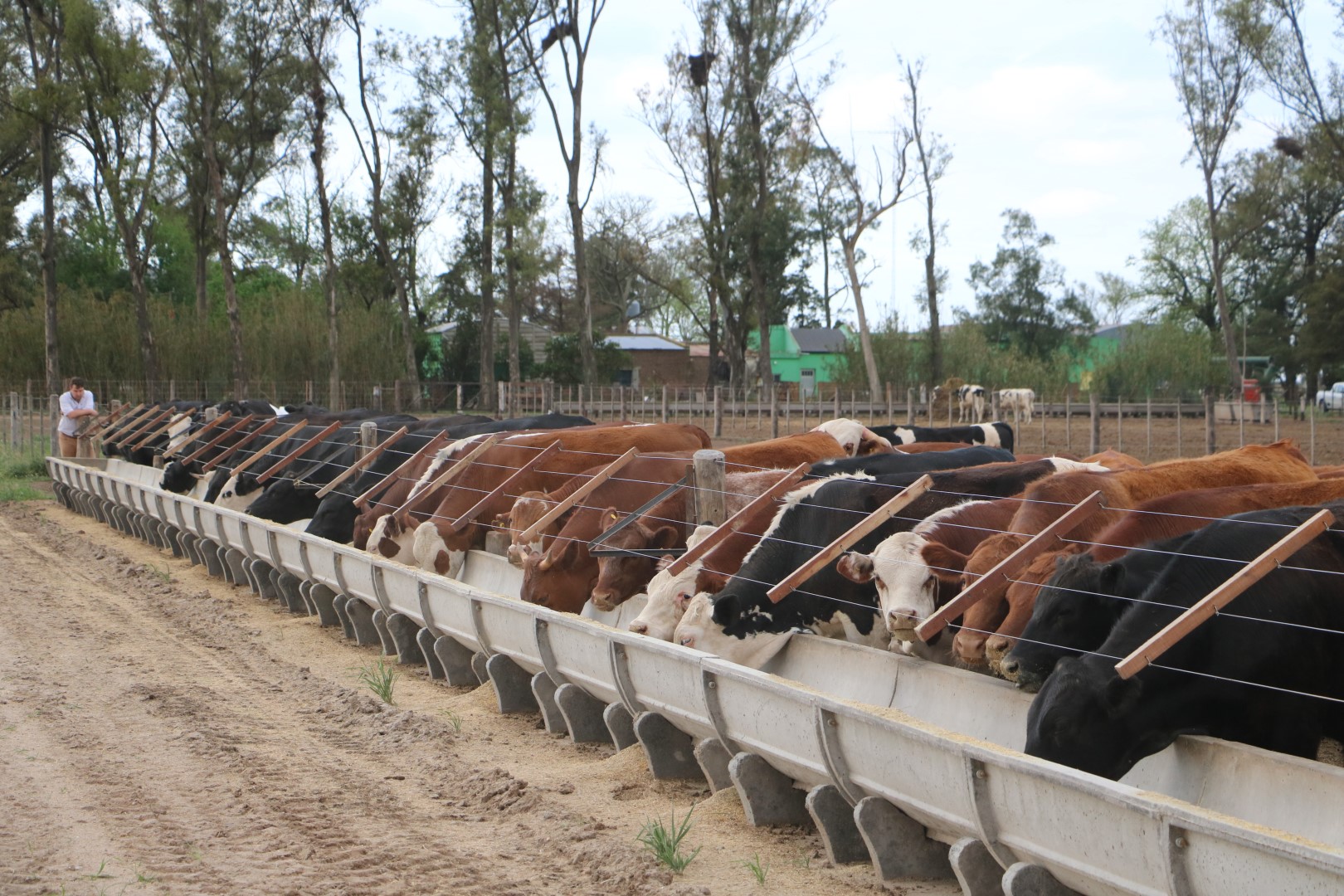 Alimentos balanceados para producción de carne vacuna en feedlot