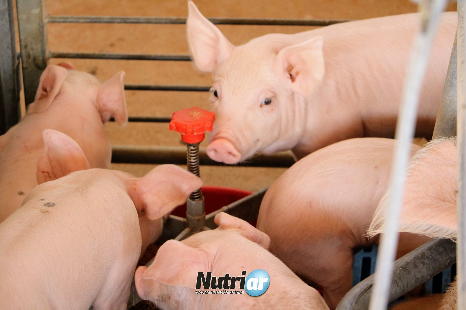 Alimentos para cerdos de cría en ganadería argentina
