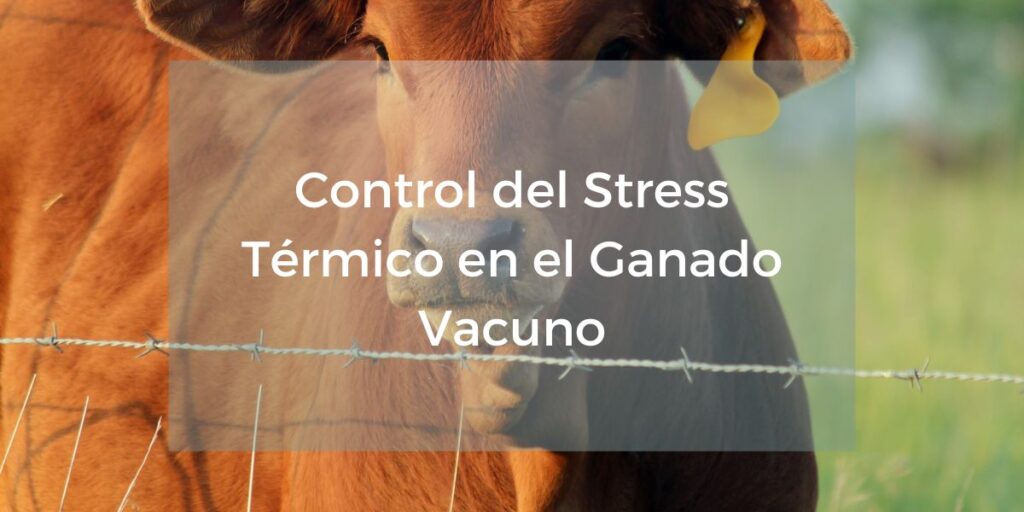 Control del stress térmico en el ganado vacuno