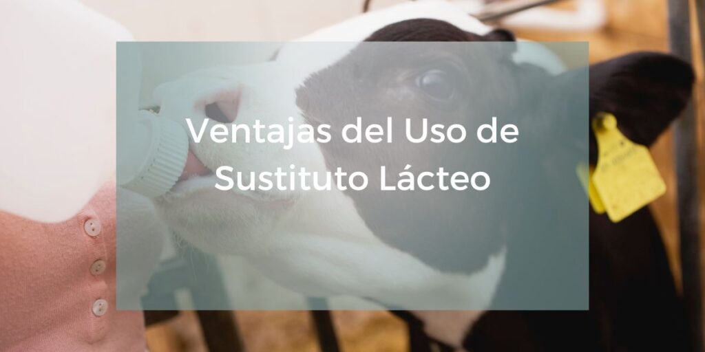 Importancia del uso del sustituto lácteo en el rodeo vacuno