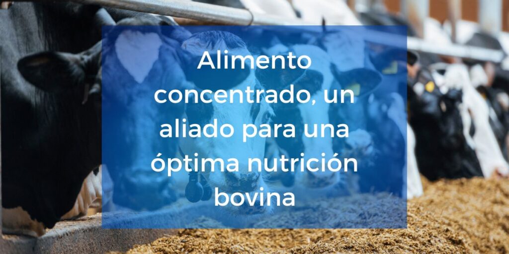 Alimento concentrado un aliado para una óptima nutrición bovina