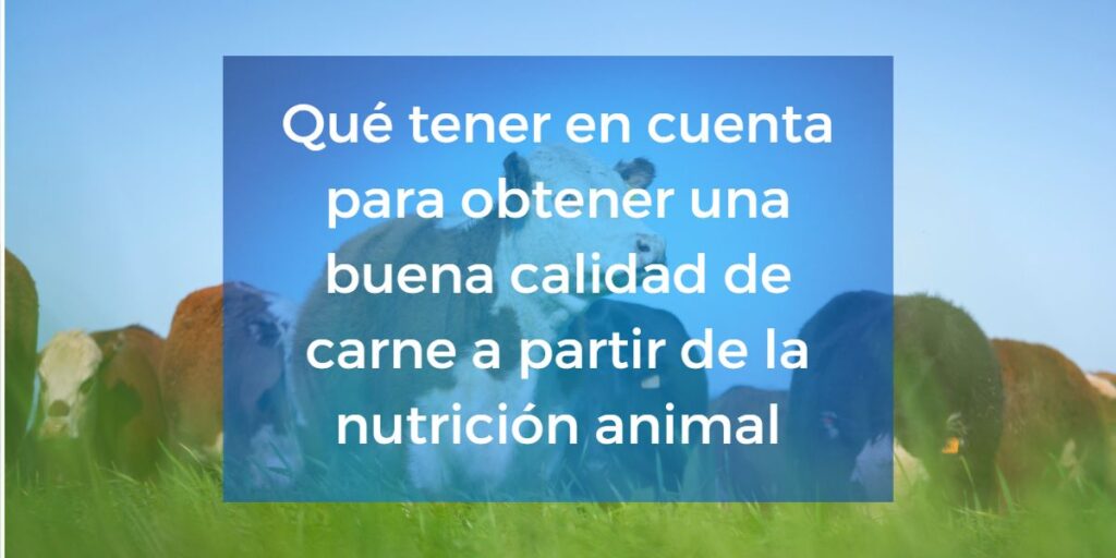 Qué tener en cuenta para obtener una buena calidad de carne a partir de la nutrición animal