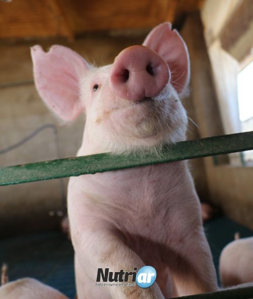 Alimentos balanceados para cerdos diseñados para proporcionar una nutrición adecuada para los cerdos en todas las fases de crecimiento.