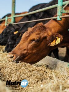 La digestibilidad de los alimentos en los bovinos y su importancia en la producción de carne y leche.