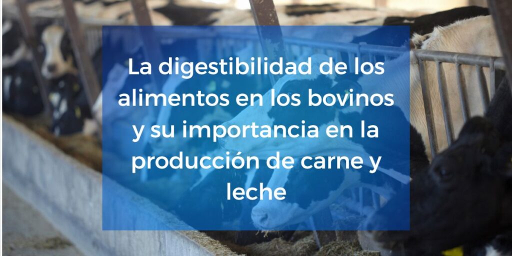 La digestibilidad de los alimentos es un factor clave en la nutrición de los bovinos